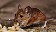 24 Hour & Emergency Exterminators in Apex, NC